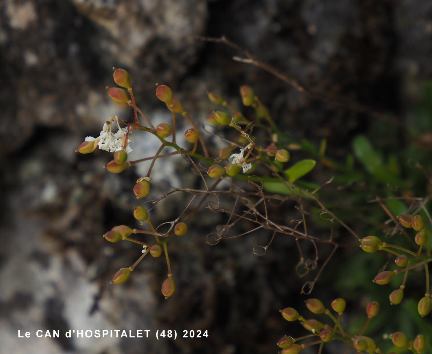 Kernera fruit